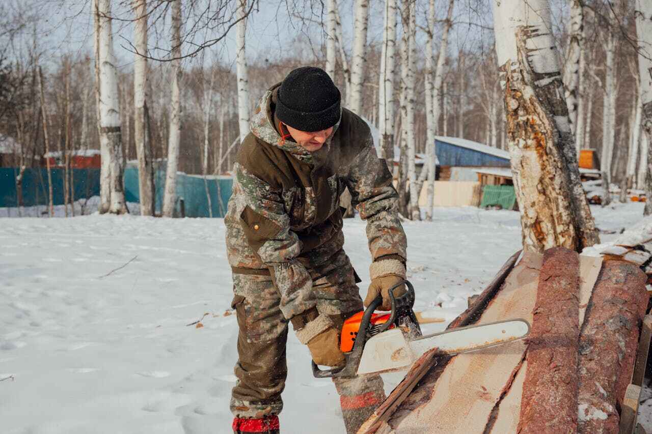 Large Tree Removal in Hamilton, MT